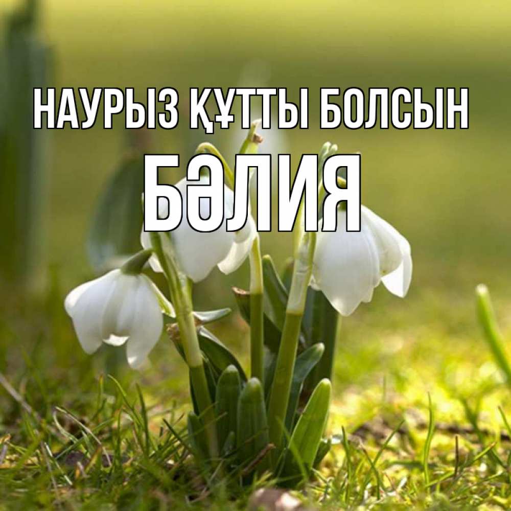 Күн сайын ашық хат с именем, БӘЛИЯ Наурыз құтты болсын ранние цветы 2 Онлайн тегін жүктеп алу тілектері бар керемет карта 