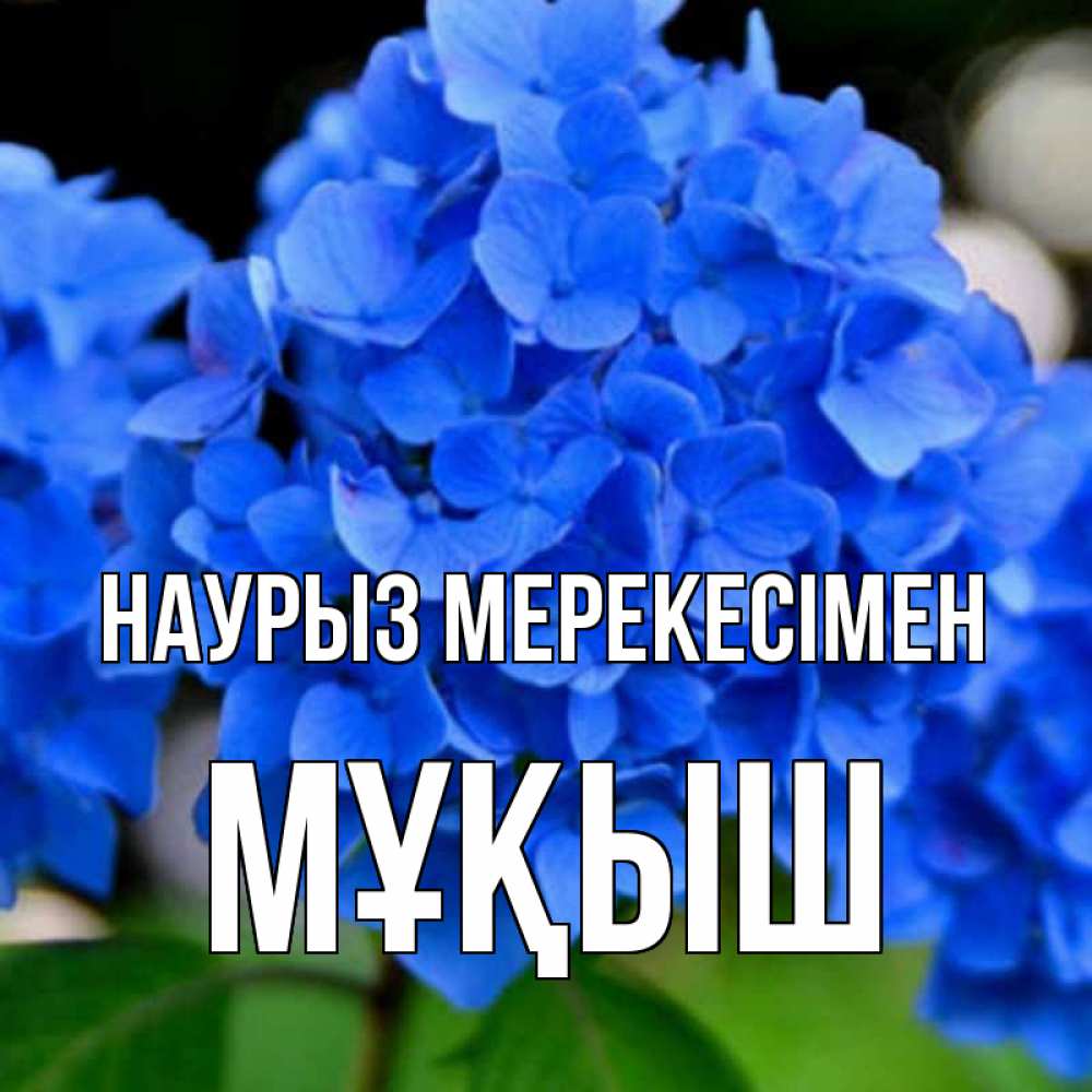 Күн сайын ашық хат с именем, Мұқыш Наурыз мерекесімен синие цветы Онлайн тегін жүктеп алу тілектері бар керемет карта 