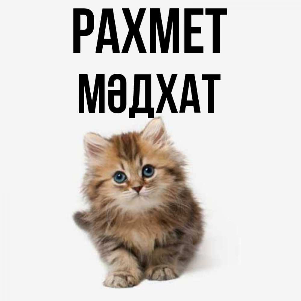 Күн сайын ашық хат с именем, МӘДХАТ рахмет пушистый котик Онлайн тегін жүктеп алу тілектері бар керемет карта 