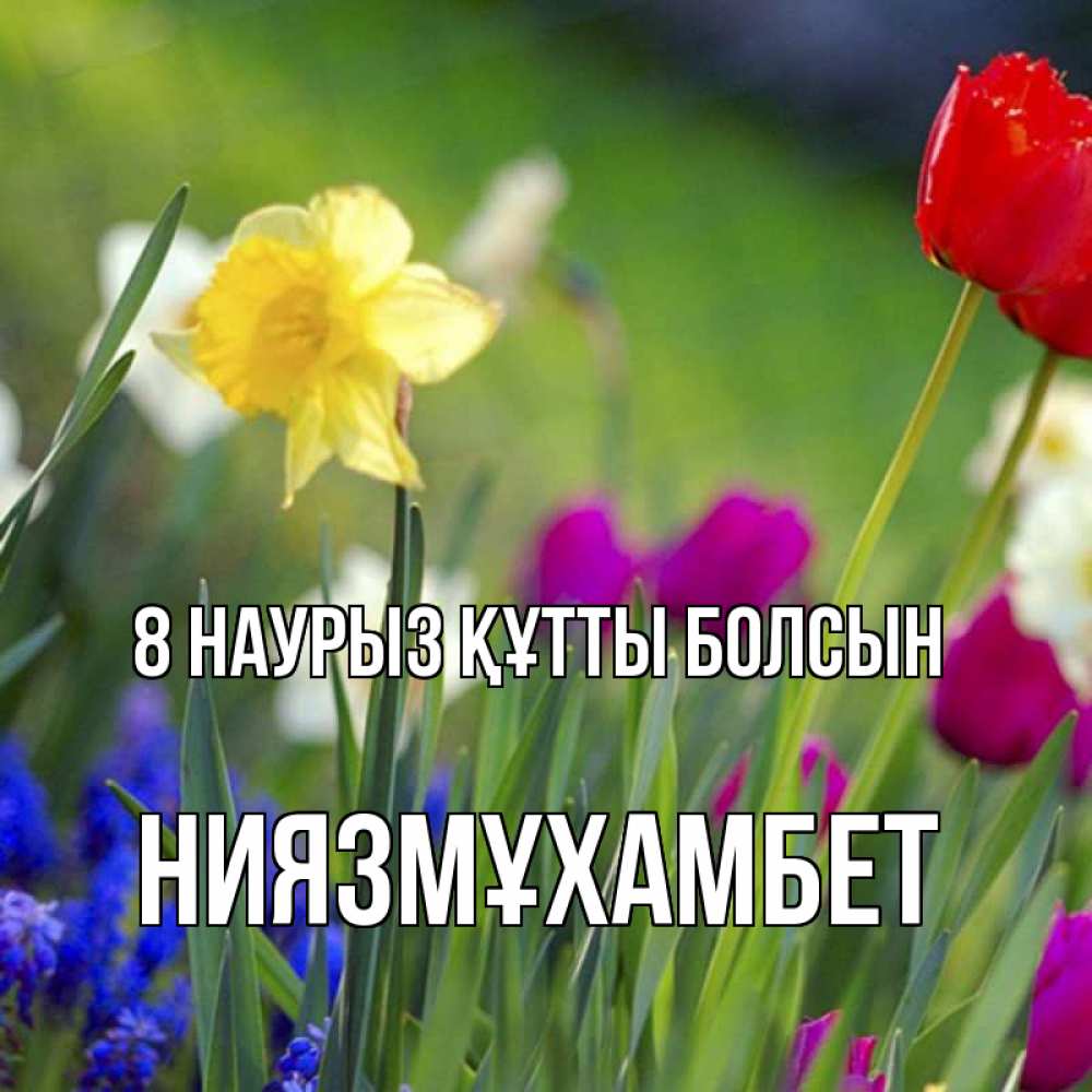 Күн сайын ашық хат с именем, НИЯЗМҰХАМБЕТ 8 наурыз құтты болсын международный женский день 3 Онлайн тегін жүктеп алу тілектері бар керемет карта 