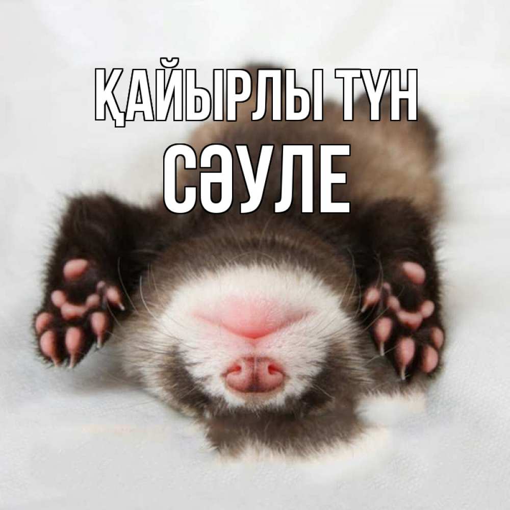 Күн сайын ашық хат с именем, СӘУЛЕ Қайырлы түн зверек Онлайн тегін жүктеп алу тілектері бар керемет карта 