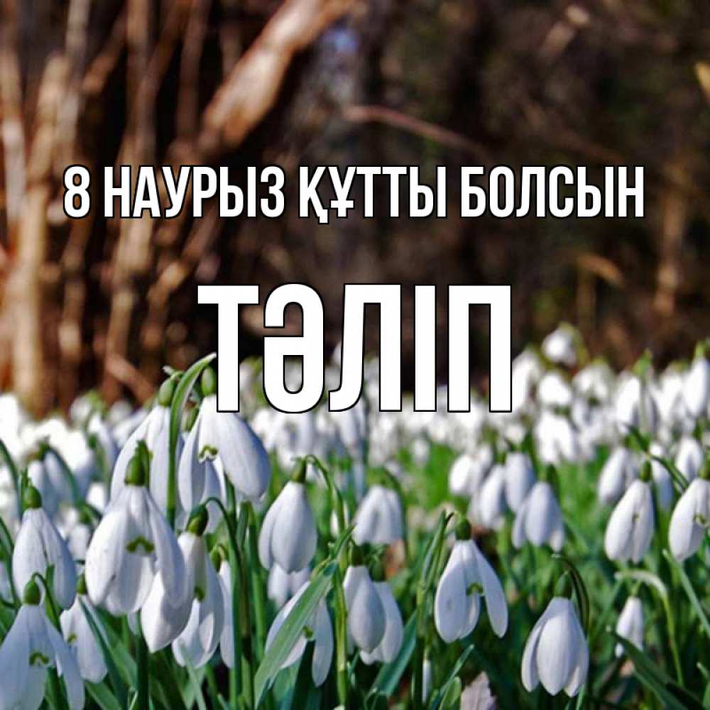 Күн сайын ашық хат с именем, ТӘЛІП 8 наурыз құтты болсын с подснежниками 1 Онлайн тегін жүктеп алу тілектері бар керемет карта 
