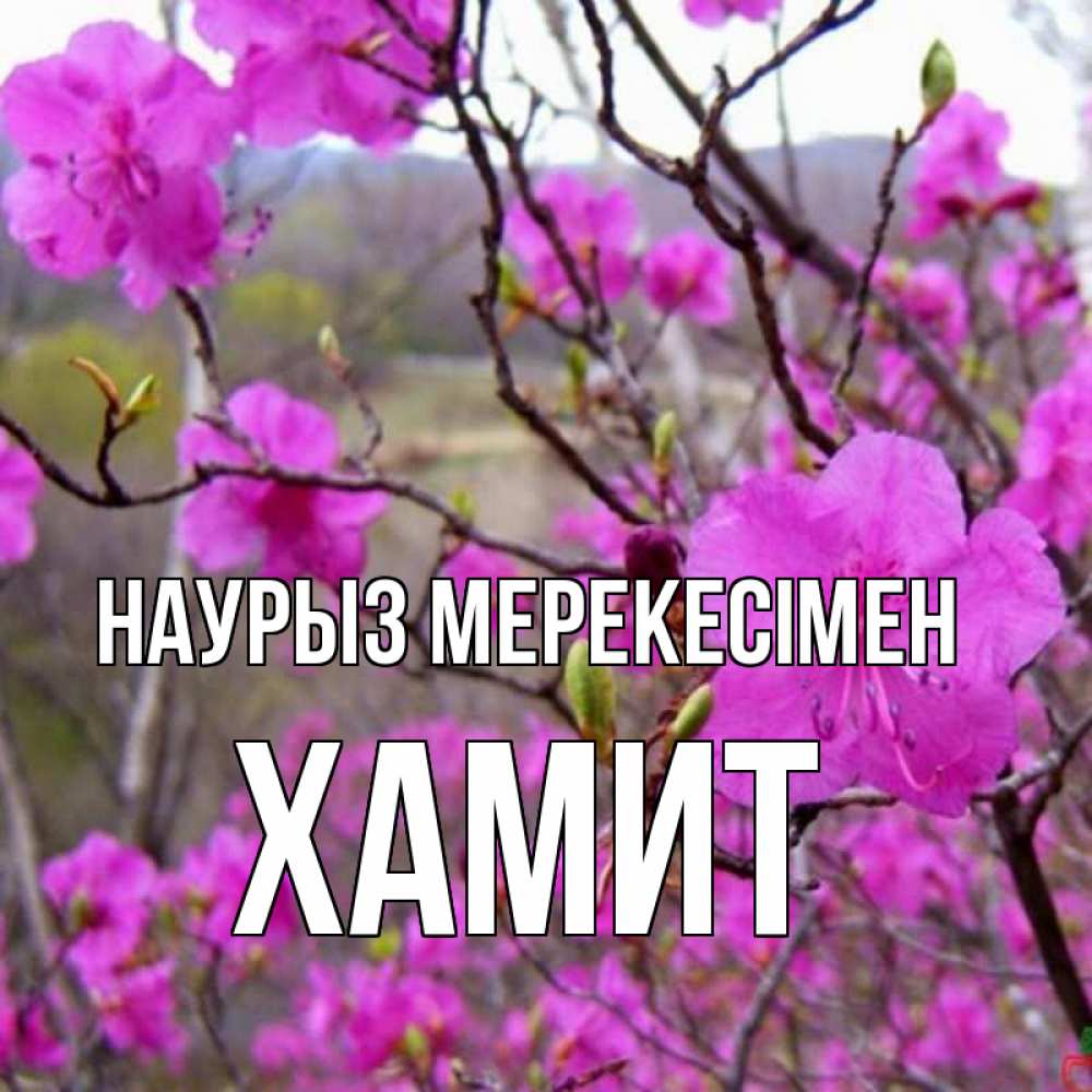 Күн сайын ашық хат с именем, ХАМИТ Наурыз мерекесімен праздник весны наурыз Онлайн тегін жүктеп алу тілектері бар керемет карта 