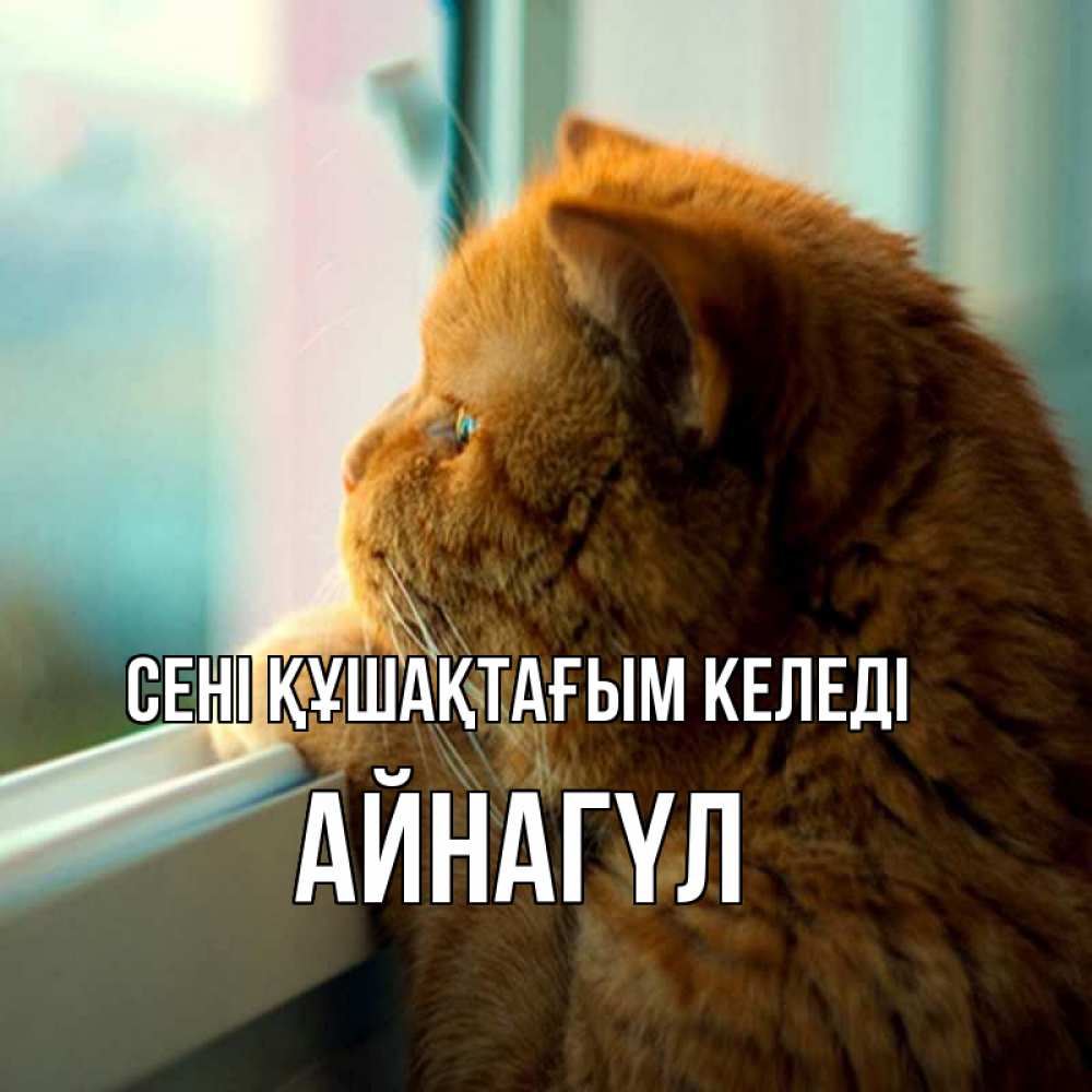 Күн сайын ашық хат с именем, АЙНАГҮЛ сені құшақтағым келеді большой огромный рыжий котяра Онлайн тегін жүктеп алу тілектері бар керемет карта 