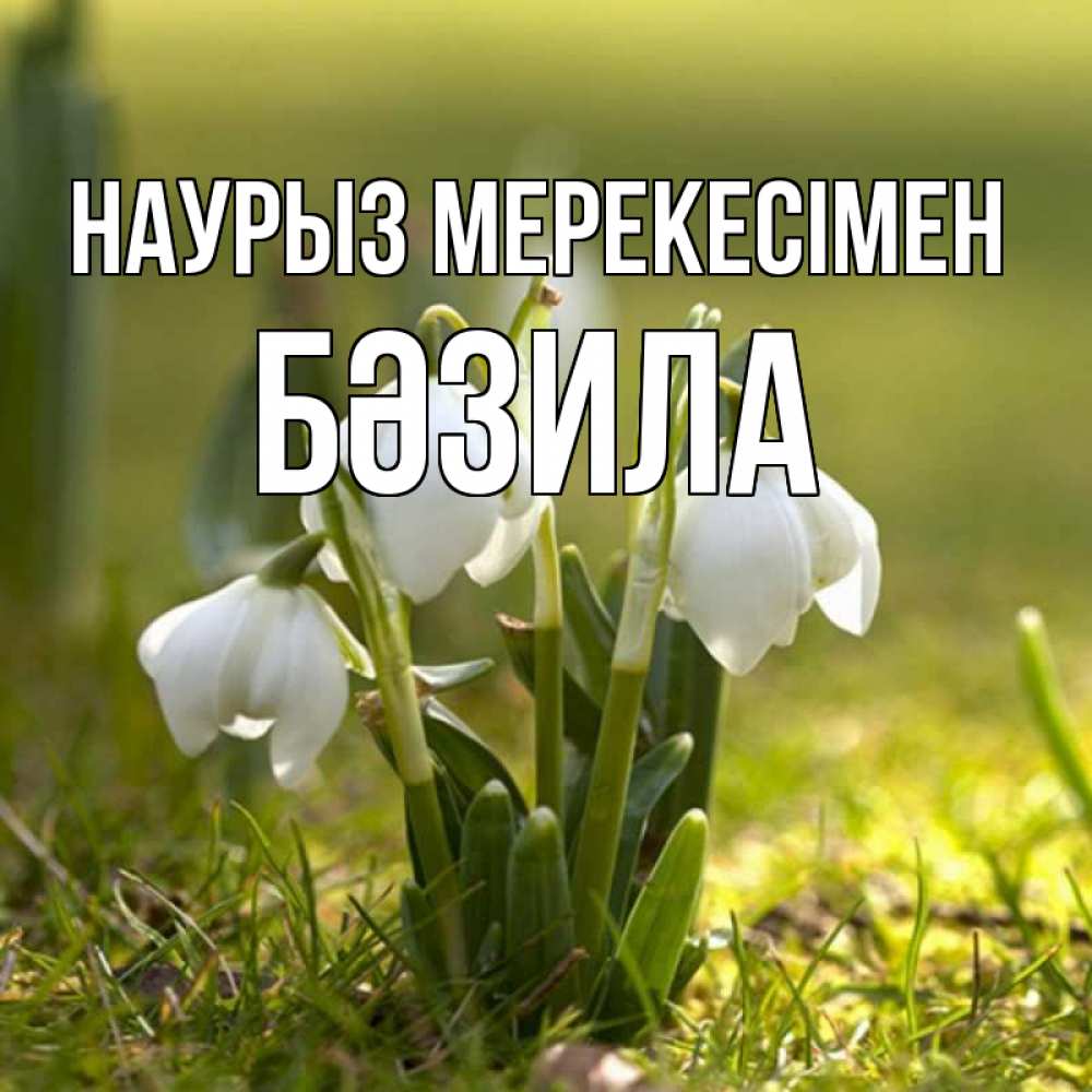 Күн сайын ашық хат с именем, БӘЗИЛА Наурыз мерекесімен ранние цветы 2 Онлайн тегін жүктеп алу тілектері бар керемет карта 