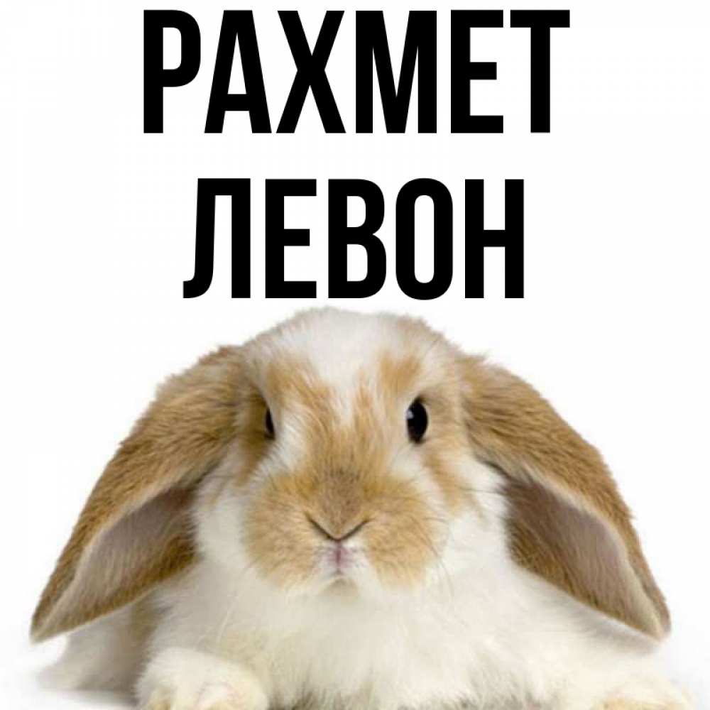 Күн сайын ашық хат с именем, Левон рахмет коричнево белый заяц Онлайн тегін жүктеп алу тілектері бар керемет карта 