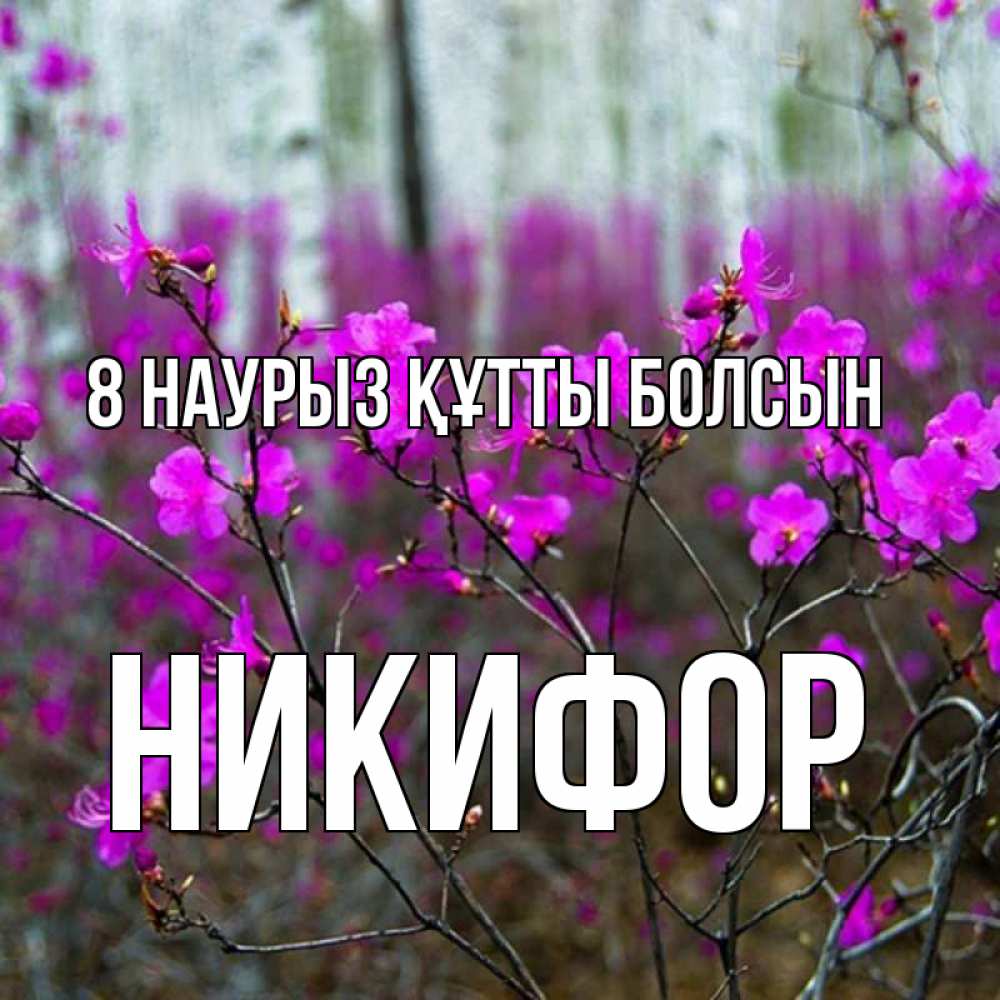 Күн сайын ашық хат с именем, Никифор 8 наурыз құтты болсын дикие цветы Онлайн тегін жүктеп алу тілектері бар керемет карта 