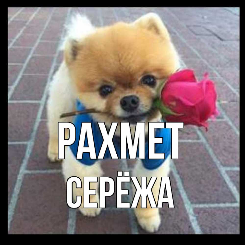 Күн сайын ашық хат с именем, Серёжа рахмет спасибо и дарю тебе цветок Онлайн тегін жүктеп алу тілектері бар керемет карта 