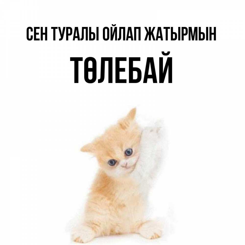 Күн сайын ашық хат с именем, ТӨЛЕБАЙ Сен туралы ойлап жатырмын зверушки и милота Онлайн тегін жүктеп алу тілектері бар керемет карта 
