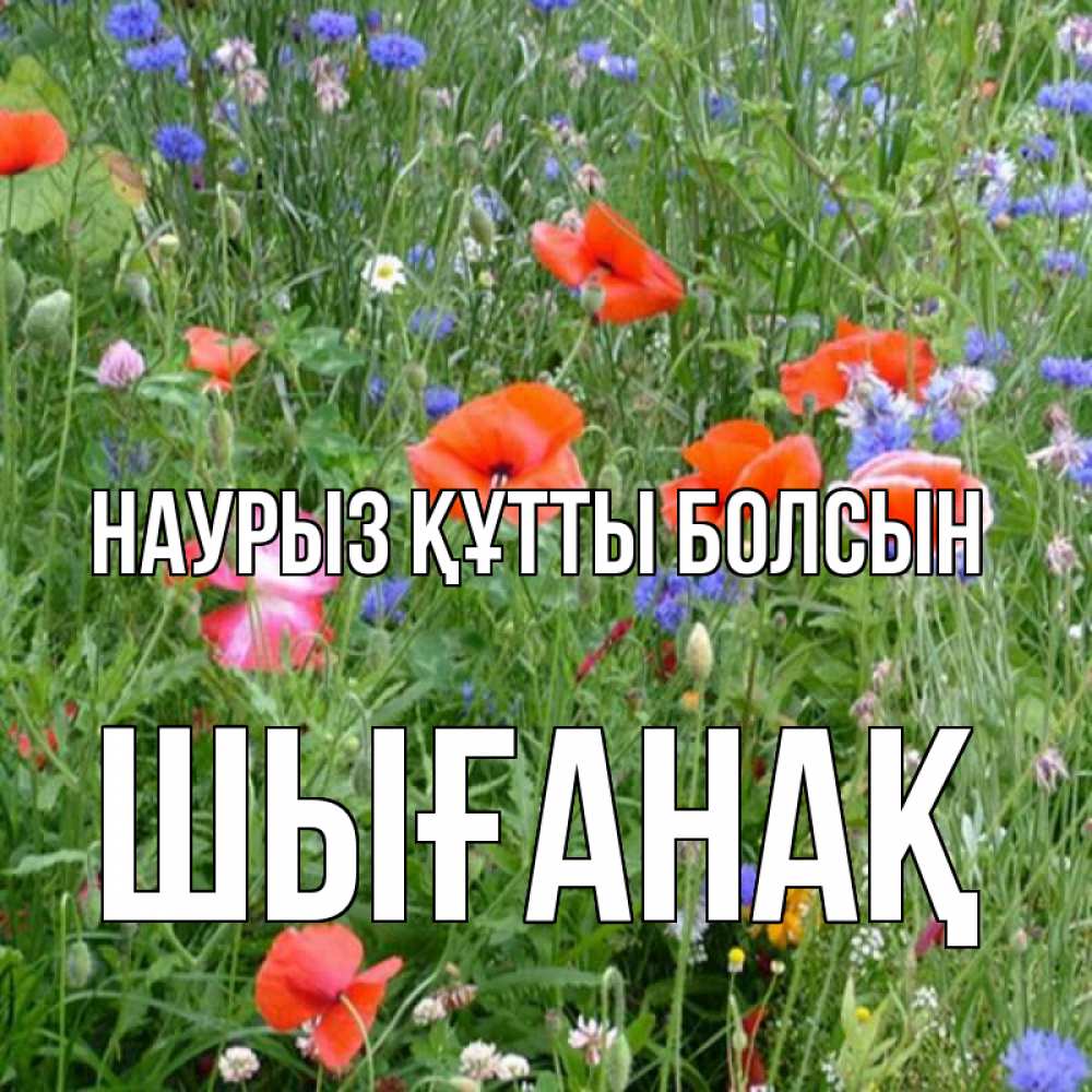 Күн сайын ашық хат с именем, ШЫҒАНАҚ Наурыз құтты болсын наурыз  4 Онлайн тегін жүктеп алу тілектері бар керемет карта 
