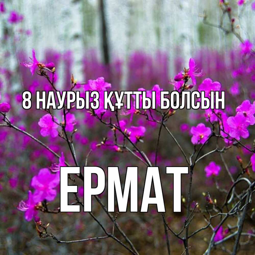 Күн сайын ашық хат с именем, Ермат 8 наурыз құтты болсын дикие цветы Онлайн тегін жүктеп алу тілектері бар керемет карта 