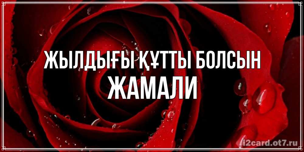 Күн сайын ашық хат с именем, ЖАМАЛИ Жылдығы құтты болсын крупная бордовая роза Онлайн тегін жүктеп алу тілектері бар керемет карта 