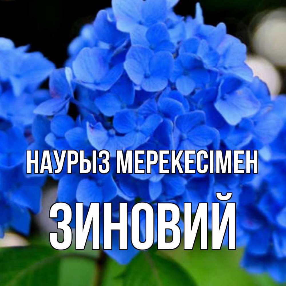 Күн сайын ашық хат с именем, Зиновий Наурыз мерекесімен синие цветы Онлайн тегін жүктеп алу тілектері бар керемет карта 