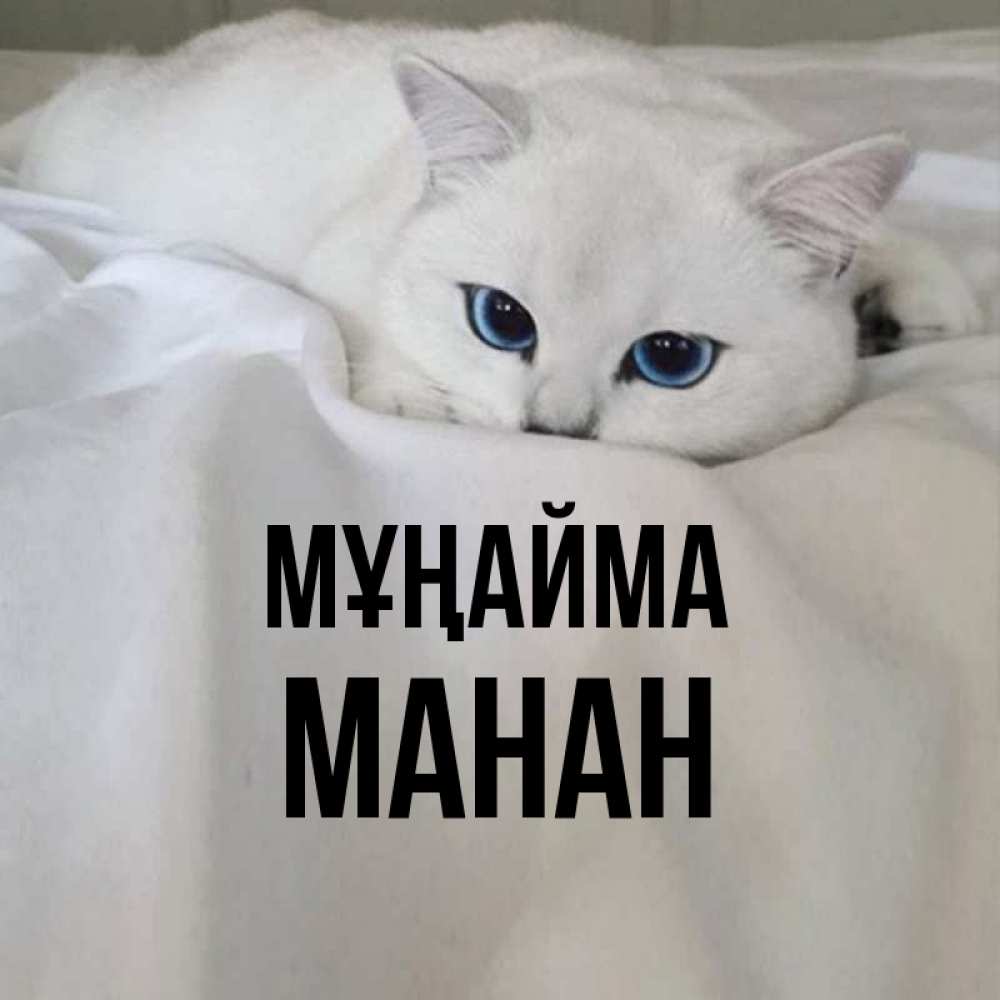 Күн сайын ашық хат с именем, МАНАН Мұңайма Голубоглазая кошка Онлайн тегін жүктеп алу тілектері бар керемет карта 