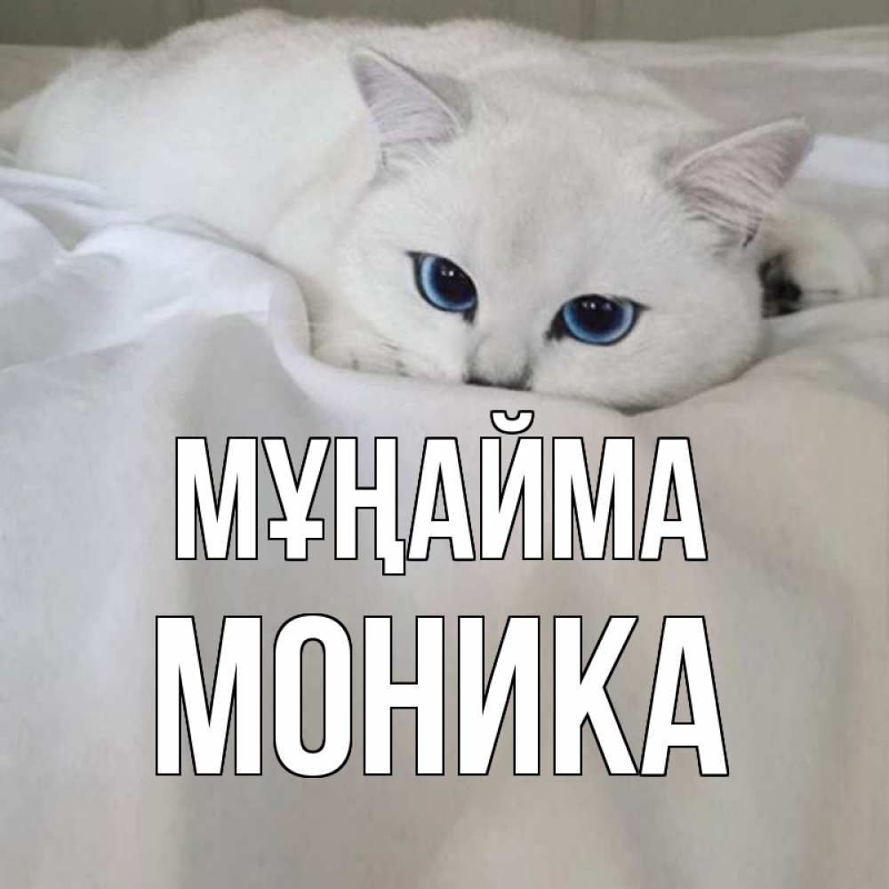 Күн сайын ашық хат с именем, Моника Мұңайма белый кот с голубыми глазами на белоснежной кровати Онлайн тегін жүктеп алу тілектері бар керемет карта 