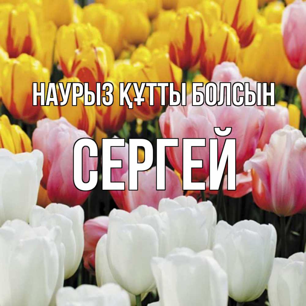 Күн сайын ашық хат с именем, Сергей Наурыз құтты болсын разноцветные цветы Онлайн тегін жүктеп алу тілектері бар керемет карта 