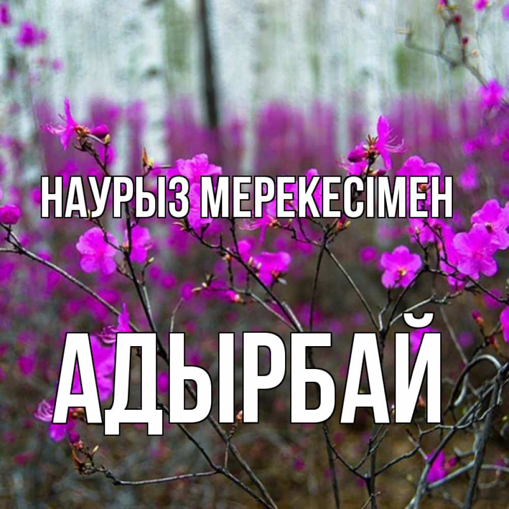 Күн сайын ашық хат с именем, Адырбай Наурыз мерекесімен дикие цветы Онлайн тегін жүктеп алу тілектері бар керемет карта 