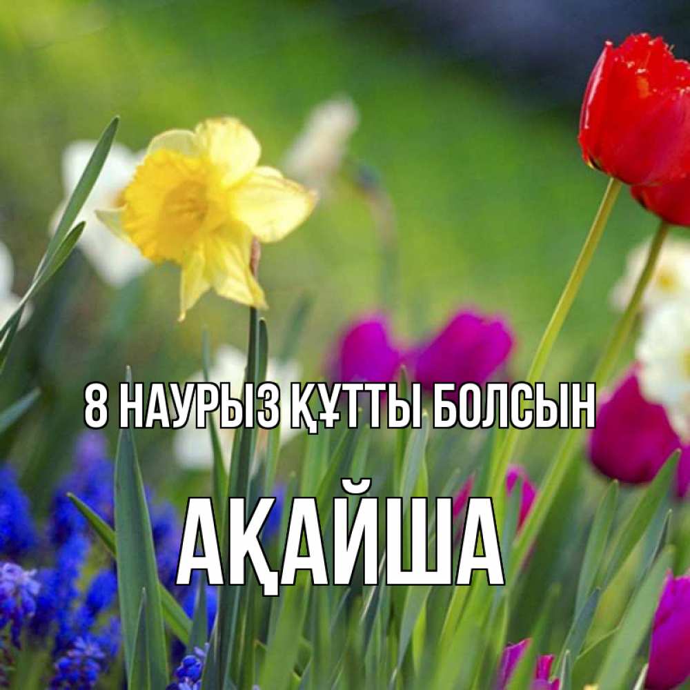 Күн сайын ашық хат с именем, АҚАЙША 8 наурыз құтты болсын международный женский день 3 Онлайн тегін жүктеп алу тілектері бар керемет карта 