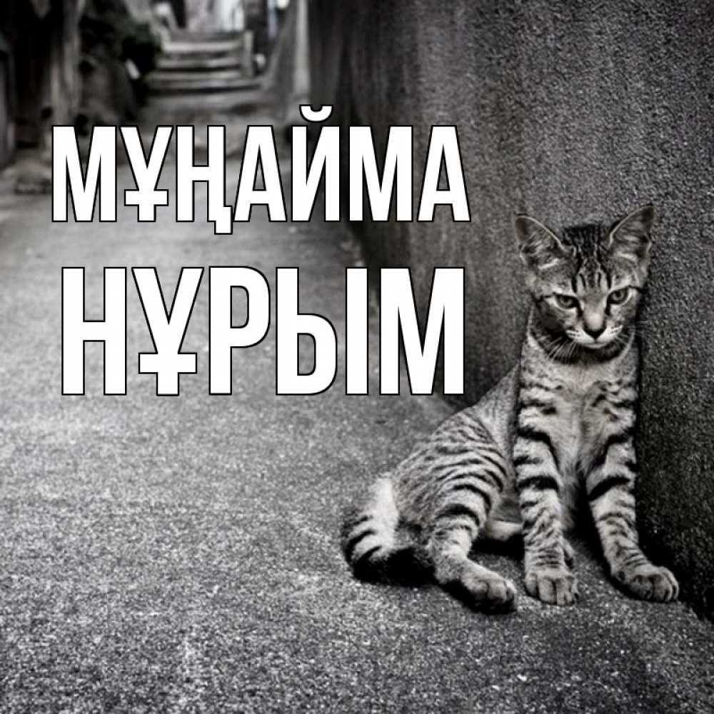 Күн сайын ашық хат с именем, Нұрым Мұңайма скучающий котик Онлайн тегін жүктеп алу тілектері бар керемет карта 