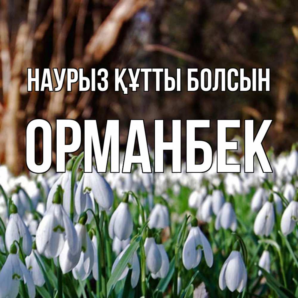 Күн сайын ашық хат с именем, ОРМАНБЕК Наурыз құтты болсын с подснежниками 1 Онлайн тегін жүктеп алу тілектері бар керемет карта 