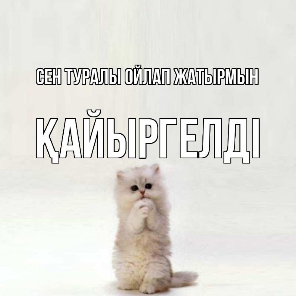 Күн сайын ашық хат с именем, Қайыргелді Сен туралы ойлап жатырмын кот стоит на задних лапах Онлайн тегін жүктеп алу тілектері бар керемет карта 