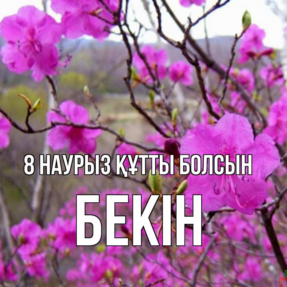 Күн сайын ашық хат с именем, Бекін 8 наурыз құтты болсын международный женский день Онлайн тегін жүктеп алу тілектері бар керемет карта 