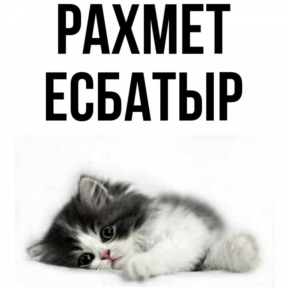 Күн сайын ашық хат с именем, Есбатыр рахмет черный и белый кот Онлайн тегін жүктеп алу тілектері бар керемет карта 