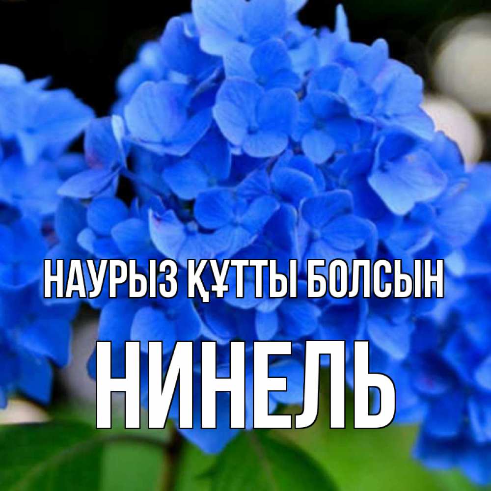 Күн сайын ашық хат с именем, Нинель Наурыз құтты болсын синие цветы Онлайн тегін жүктеп алу тілектері бар керемет карта 