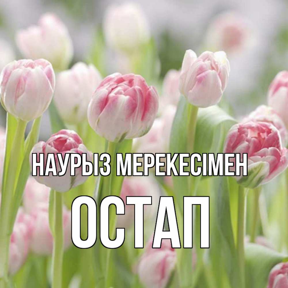 Күн сайын ашық хат с именем, Остап Наурыз мерекесімен цветы Онлайн тегін жүктеп алу тілектері бар керемет карта 