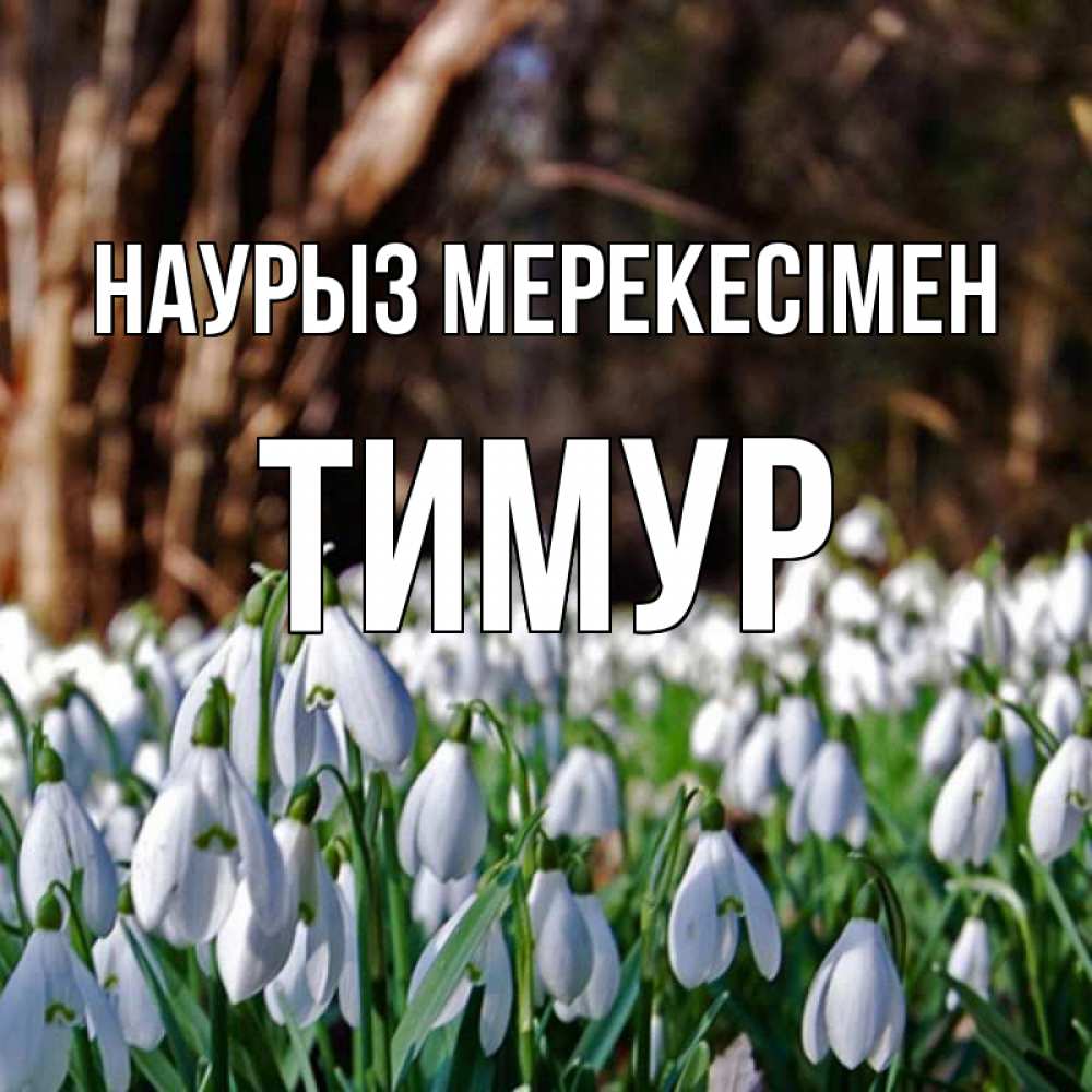 Күн сайын ашық хат с именем, Тимур Наурыз мерекесімен с подснежниками 1 Онлайн тегін жүктеп алу тілектері бар керемет карта 