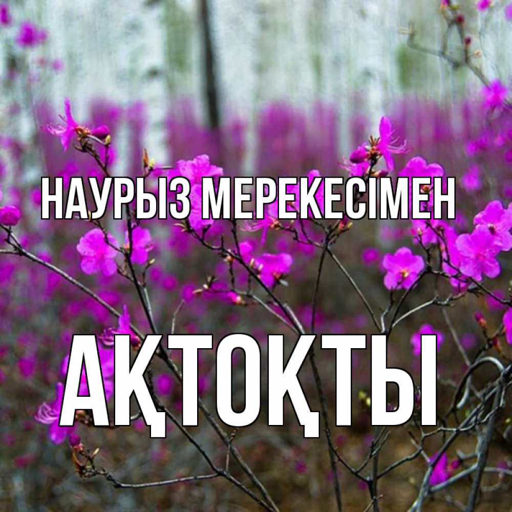 Күн сайын ашық хат с именем, АҚТОҚТЫ Наурыз мерекесімен дикие цветы Онлайн тегін жүктеп алу тілектері бар керемет карта 