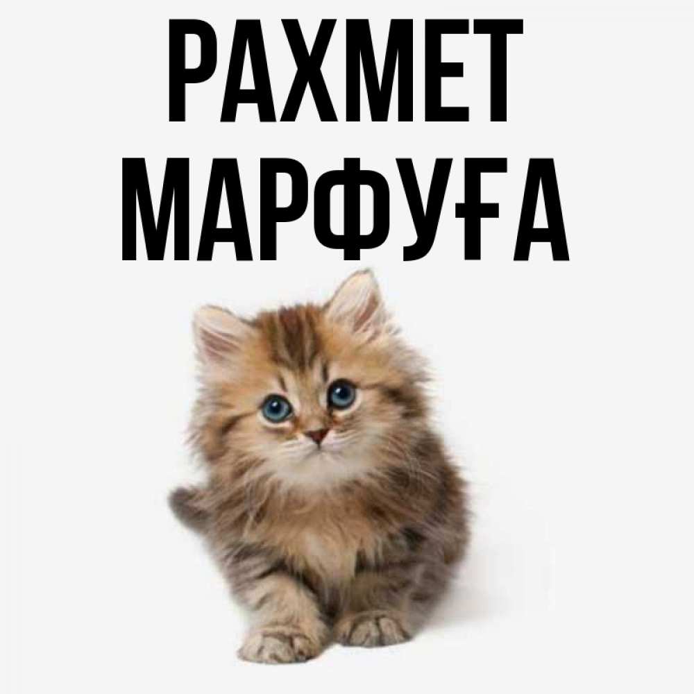 Күн сайын ашық хат с именем, МАРФУҒА рахмет пушистый котик Онлайн тегін жүктеп алу тілектері бар керемет карта 
