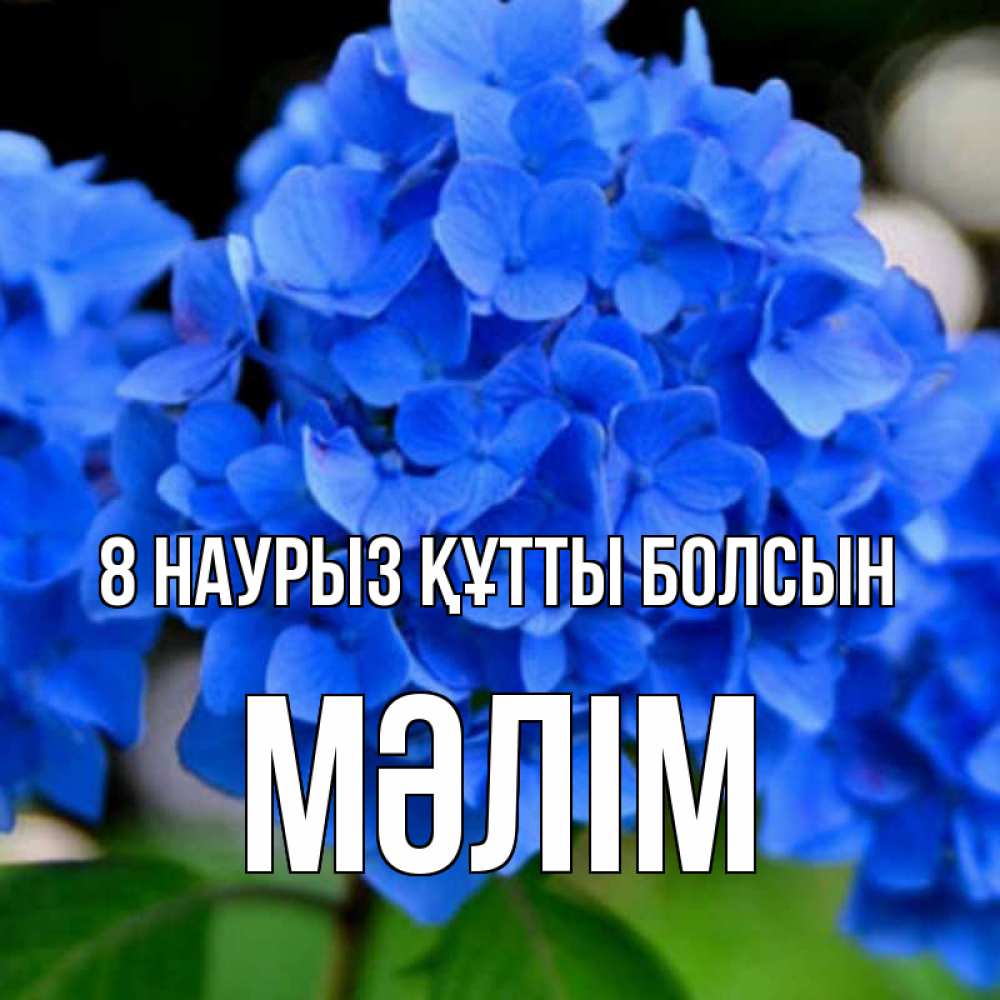 Күн сайын ашық хат с именем, МӘЛІМ 8 наурыз құтты болсын синие цветы Онлайн тегін жүктеп алу тілектері бар керемет карта 