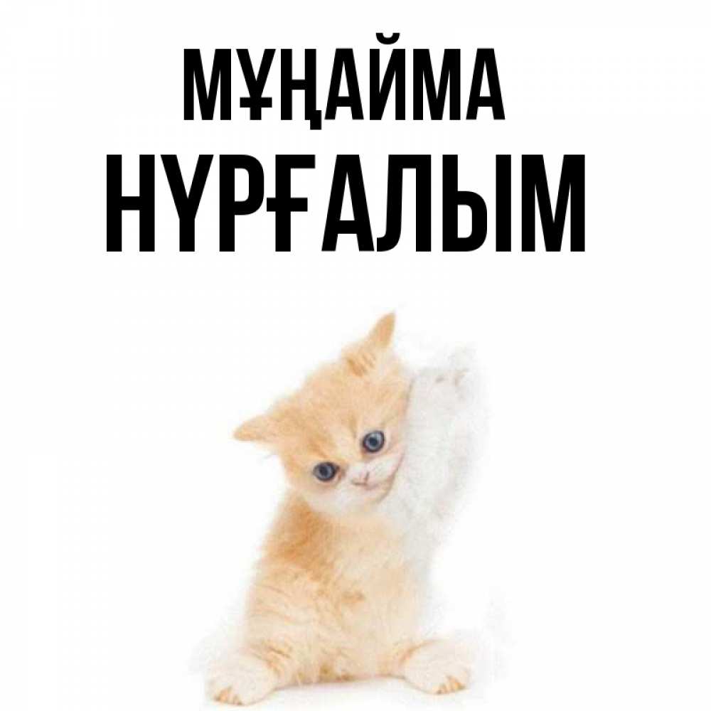 Күн сайын ашық хат с именем, НҮРҒАЛЫМ Мұңайма просящий кот Онлайн тегін жүктеп алу тілектері бар керемет карта 