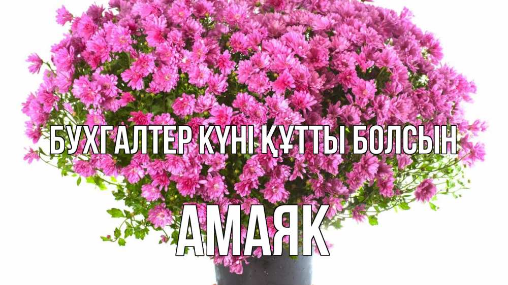 Күн сайын ашық хат с именем, Амаяк бухгалтер күні құтты болсын с днем бухгалтера Онлайн тегін жүктеп алу тілектері бар керемет карта 