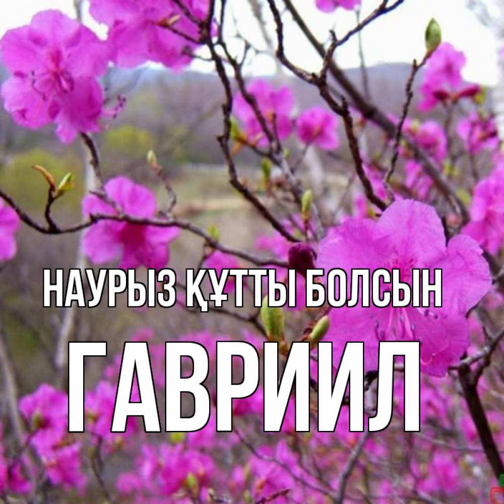 Күн сайын ашық хат с именем, Гавриил Наурыз құтты болсын наурыз мейрамы кутты болсын Онлайн тегін жүктеп алу тілектері бар керемет карта 