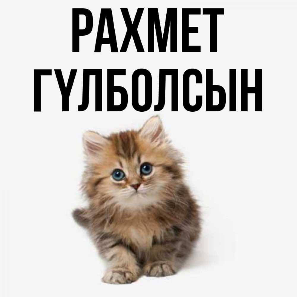 Күн сайын ашық хат с именем, ГҮЛБОЛСЫН рахмет пушистый котик Онлайн тегін жүктеп алу тілектері бар керемет карта 
