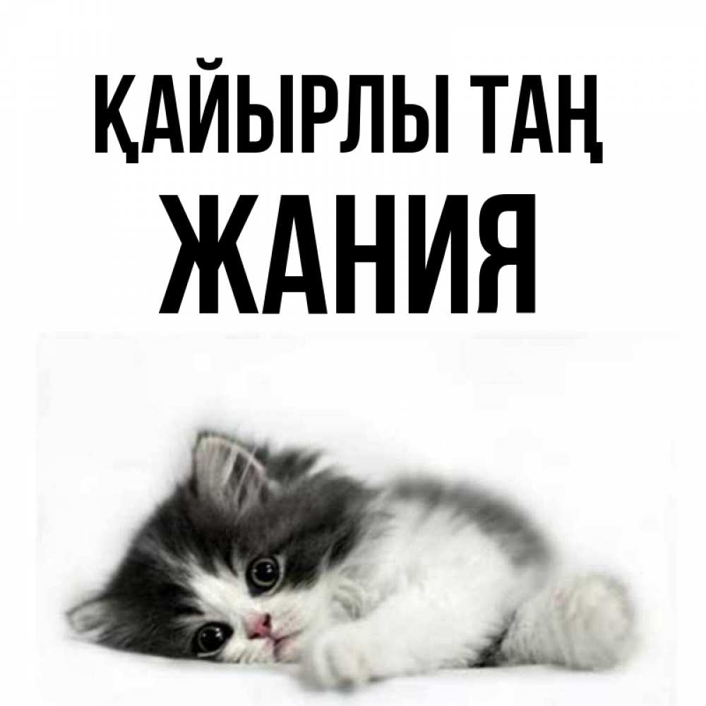 Күн сайын ашық хат с именем, ЖАНИЯ Қайырлы таң кот лапки Онлайн тегін жүктеп алу тілектері бар керемет карта 