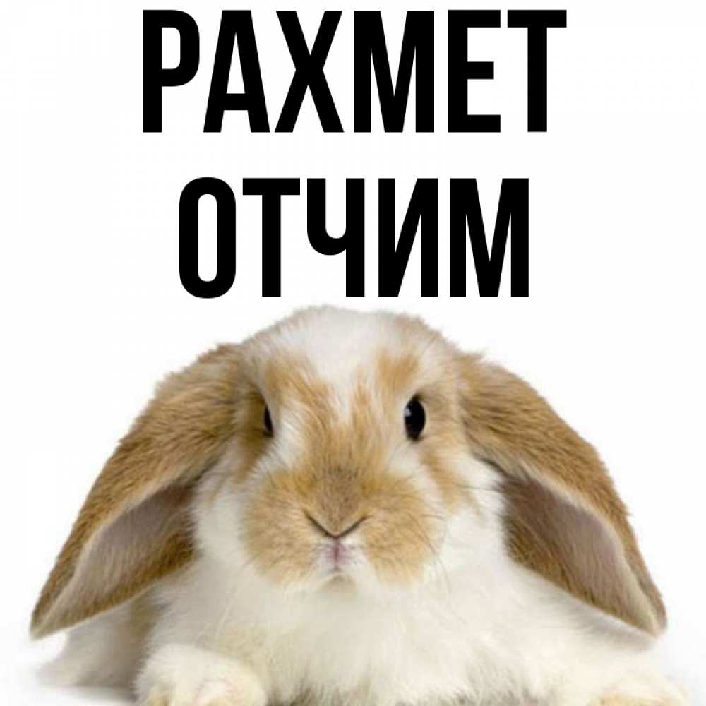 Күн сайын ашық хат с именем, Отчим рахмет коричнево белый заяц Онлайн тегін жүктеп алу тілектері бар керемет карта 