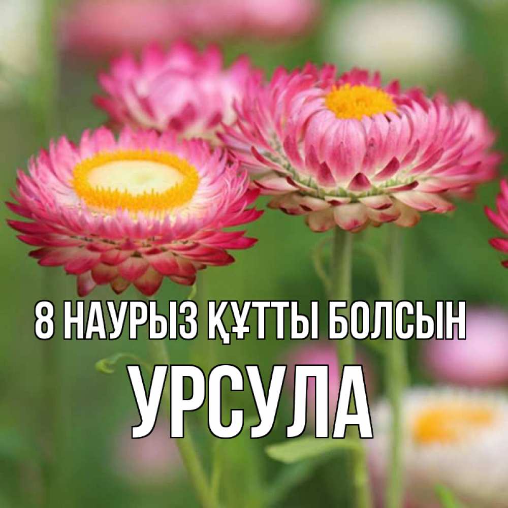Күн сайын ашық хат с именем, Урсула 8 наурыз құтты болсын подарок на международный женский день Онлайн тегін жүктеп алу тілектері бар керемет карта 