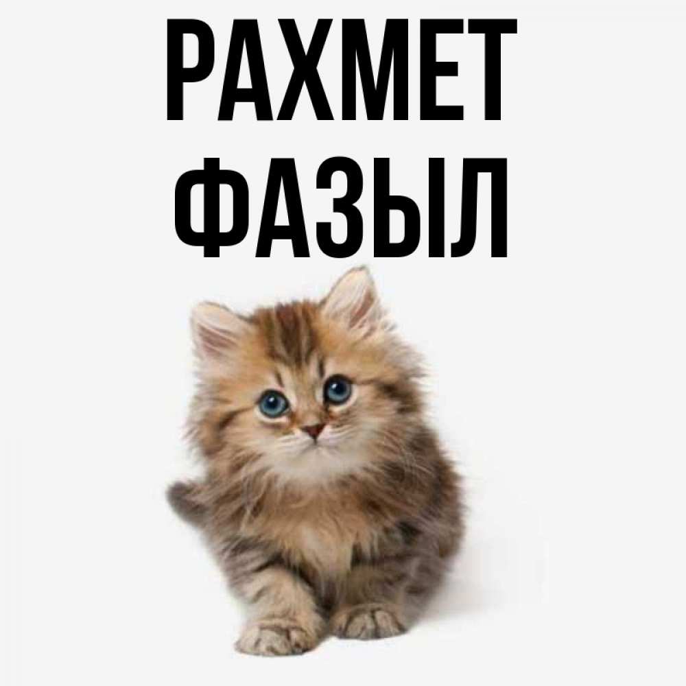 Күн сайын ашық хат с именем, ФАЗЫЛ рахмет пушистый котик Онлайн тегін жүктеп алу тілектері бар керемет карта 