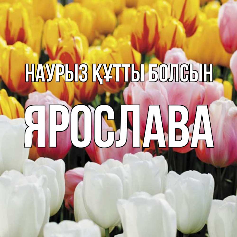 Күн сайын ашық хат с именем, Ярослава Наурыз құтты болсын разноцветные цветы Онлайн тегін жүктеп алу тілектері бар керемет карта 