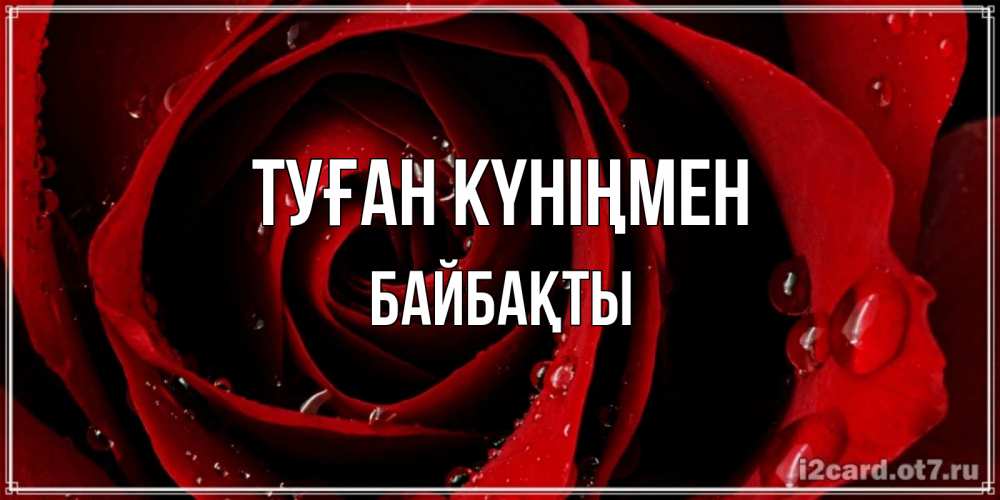 Күн сайын ашық хат с именем, Байбақты Туған күніңмен крупная бордовая роза Онлайн тегін жүктеп алу тілектері бар керемет карта 