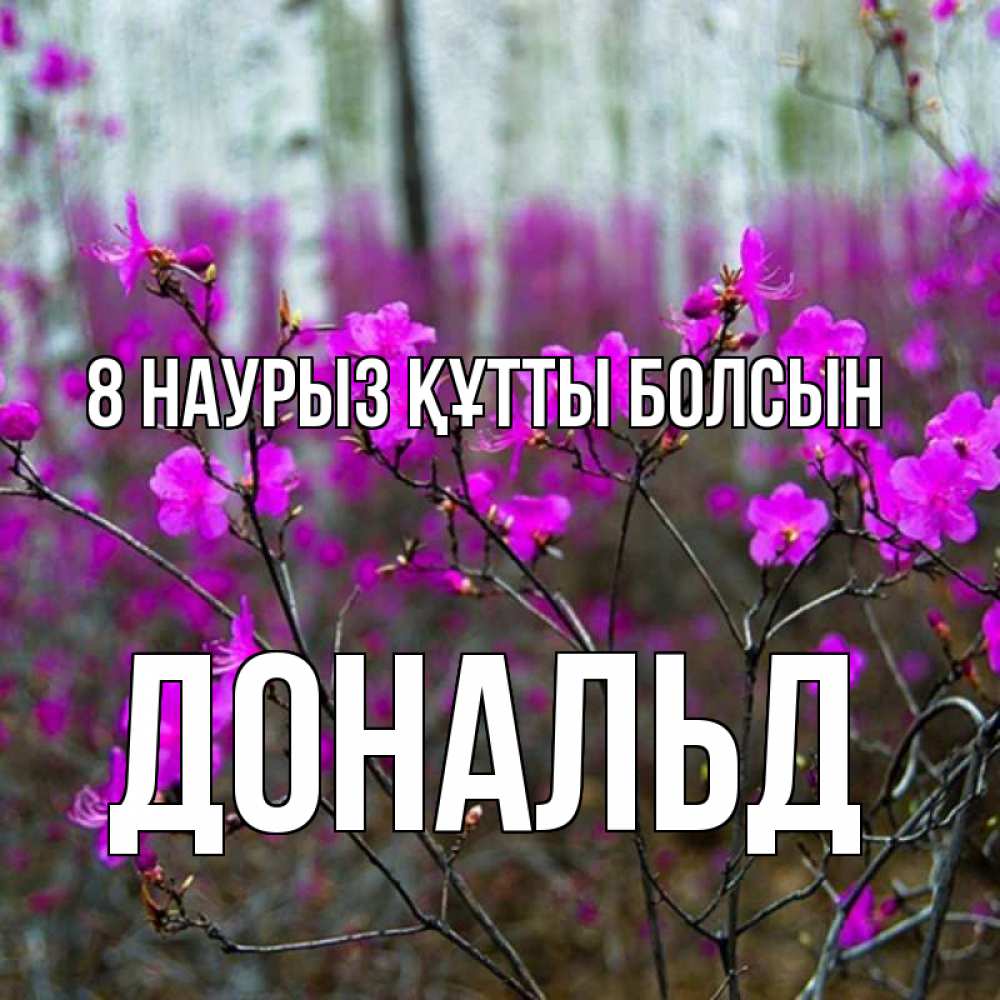 Күн сайын ашық хат с именем, Дональд 8 наурыз құтты болсын дикие цветы Онлайн тегін жүктеп алу тілектері бар керемет карта 