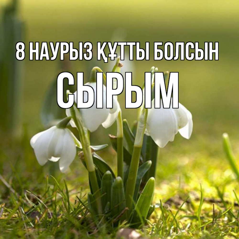 Күн сайын ашық хат с именем, СЫРЫМ 8 наурыз құтты болсын ранние цветы 2 Онлайн тегін жүктеп алу тілектері бар керемет карта 
