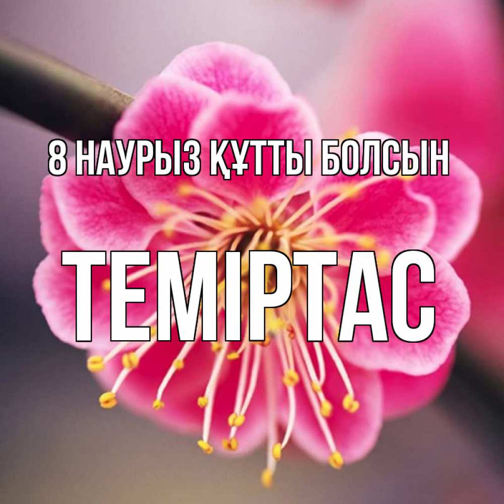 Күн сайын ашық хат с именем, ТЕМІРТАС 8 наурыз құтты болсын цветы Онлайн тегін жүктеп алу тілектері бар керемет карта 