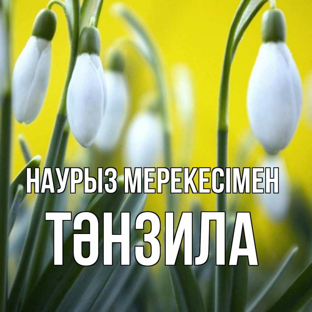 Күн сайын ашық хат с именем, ТӘНЗИЛА Наурыз мерекесімен весенние цветы Онлайн тегін жүктеп алу тілектері бар керемет карта 