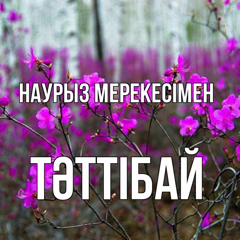 Күн сайын ашық хат с именем, ТӘТТІБАЙ Наурыз мерекесімен дикие цветы Онлайн тегін жүктеп алу тілектері бар керемет карта 