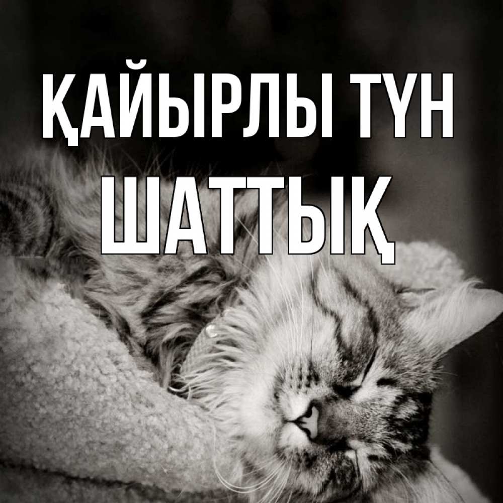 Күн сайын ашық хат с именем, ШАТТЫҚ Қайырлы түн котярик пушистый Онлайн тегін жүктеп алу тілектері бар керемет карта 