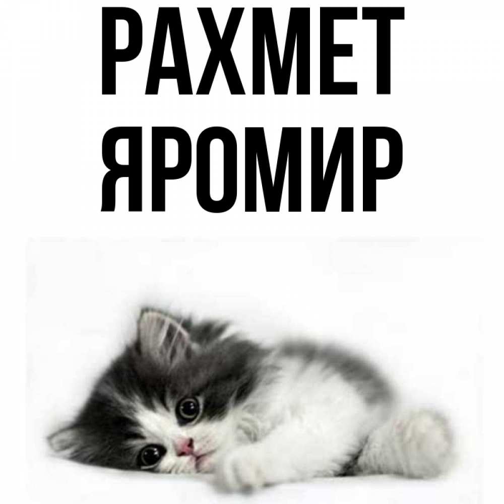 Күн сайын ашық хат с именем, Яромир рахмет черный и белый кот Онлайн тегін жүктеп алу тілектері бар керемет карта 